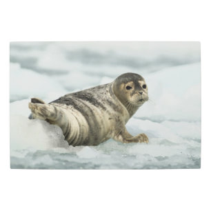Precious Baby Seal Metal Print