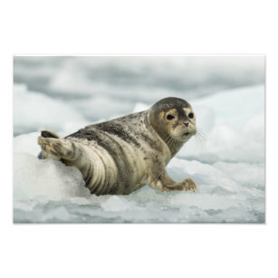 Precious Baby Seal Photo Print