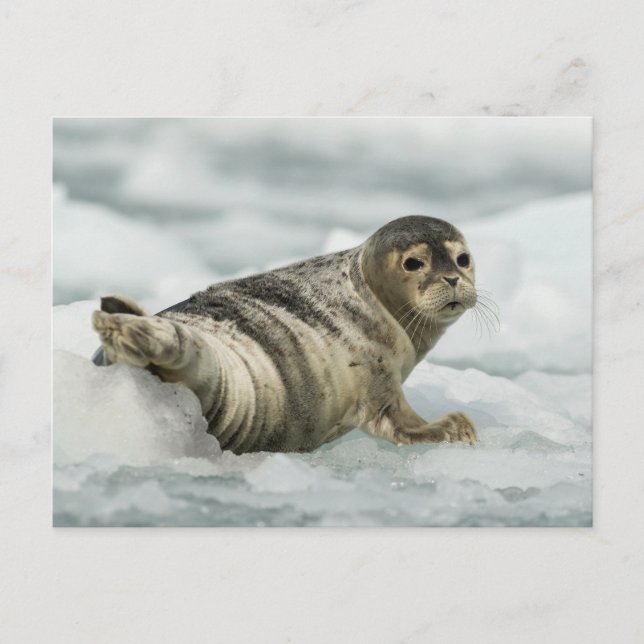 Precious Baby Seal Postcard (Front)