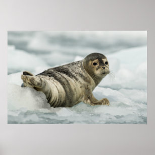 Precious Baby Seal Poster