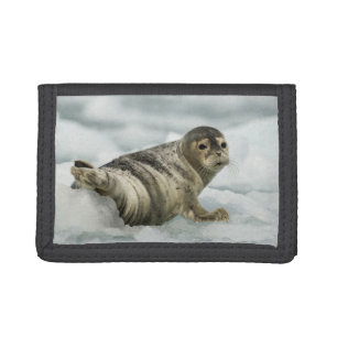 Precious Baby Seal Trifold Wallet