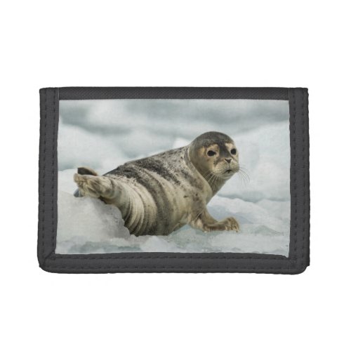 Precious Baby Seal Trifold Wallet