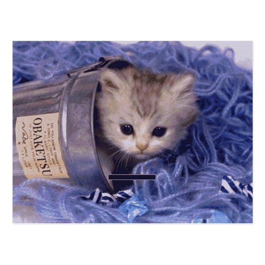 Precious Cat and Kitten Photo Cards, Gifts, Postag Postcard