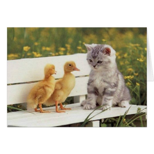 Precious Cats, Kittens Cards, Gifts - Customize! Card