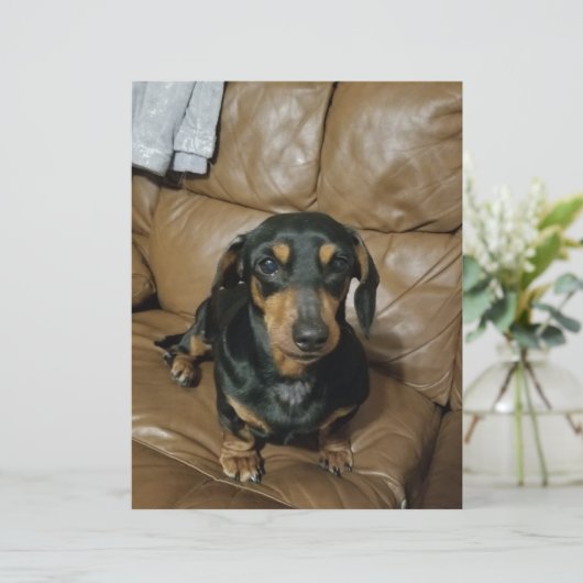 Precious Dachshund (Standing Front)