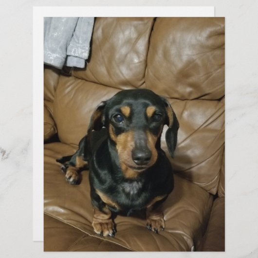 Precious Dachshund (Front/Back)