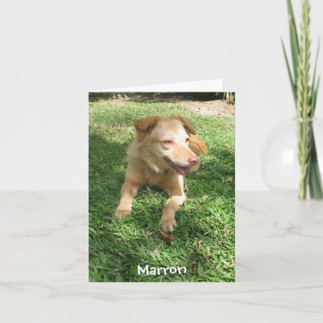 Precious Dog Series:  Marron Card (Front)