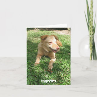 Precious Dog Series: Marron Card
