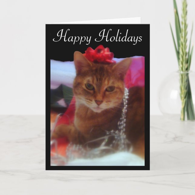 "Precious Gift" Cat Photography Holiday Card (Front)