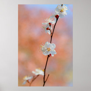 Precious Japanese Apricot Flowers Poster