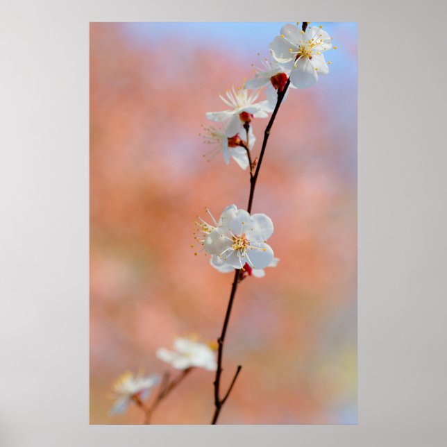 Precious Japanese Apricot Flowers Poster (Front)