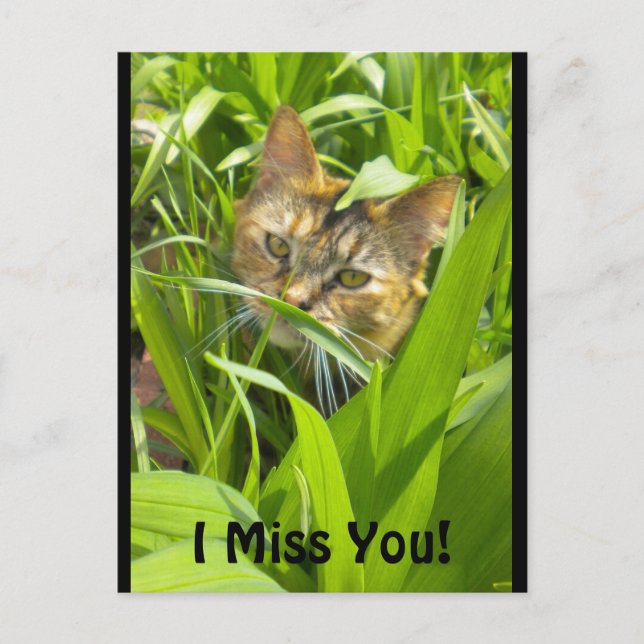 Precious Jungle Kitty "missing you" Postcard (Front)