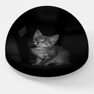 Precious Kitten Paperweight