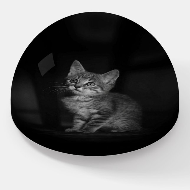 Precious Kitten Paperweight (Angled)
