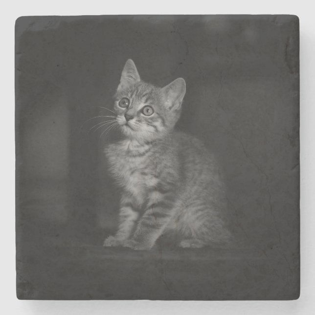 Precious Kitten  Stone Coaster (Front)