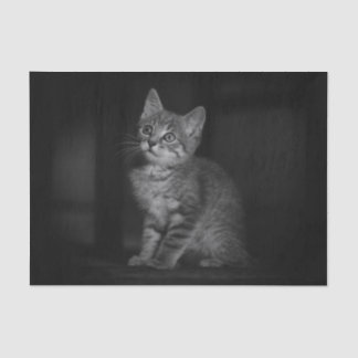 Precious Kitten  Tissue Paper