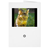 Precious Kitty All Occasion (blank) Card (Back)