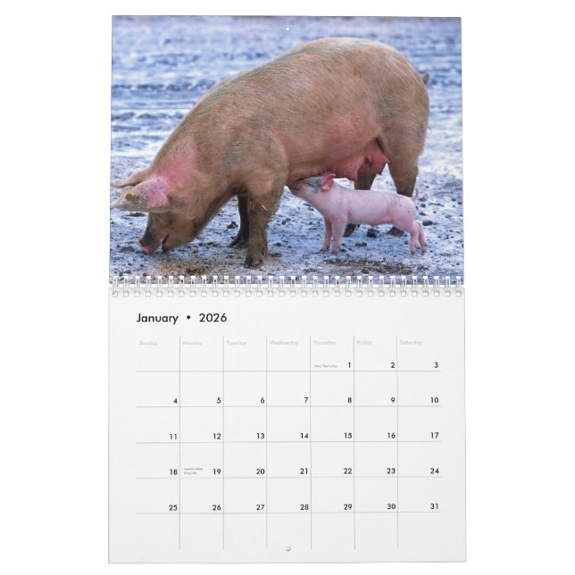 Precious Pigs 2016 Calendar (Jan 2026)