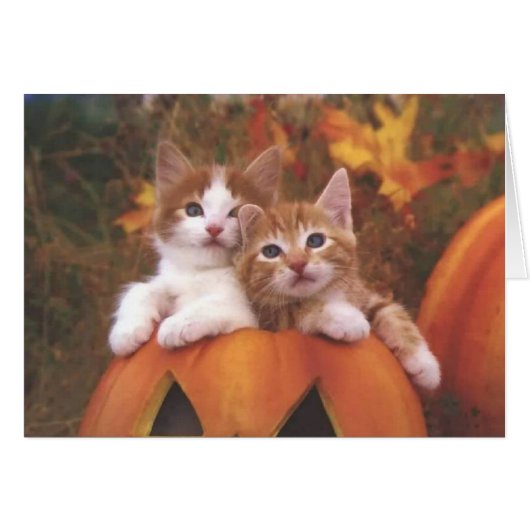 Precious Pumpkin Cats - Customizable Cards (Front Horizontal)