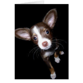 Precious Puppy Cards
