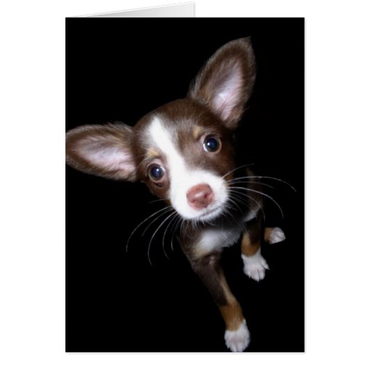 Precious Puppy Cards (Front)