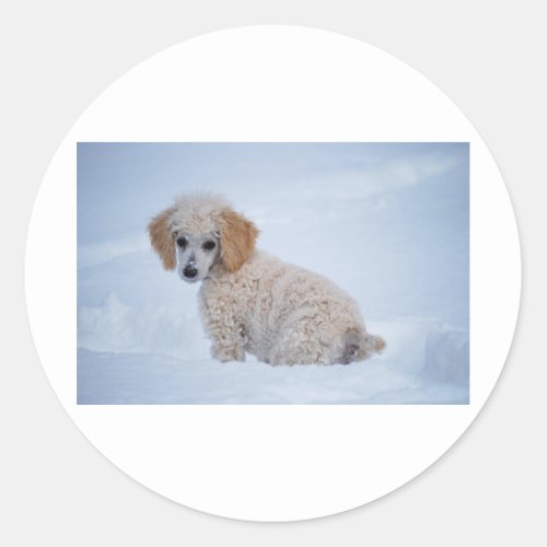 Precious White Poodle Puppy in Snow Classic Round Sticker