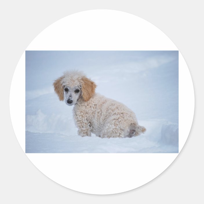 poodle snow