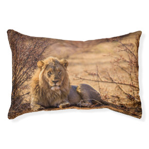 Predator Lion in South Africa Pet Bed