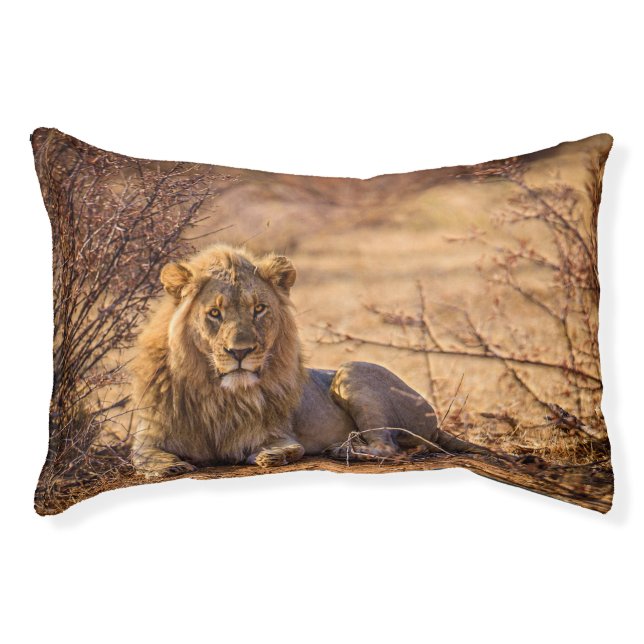Predator Lion in South Africa Pet Bed (Front)