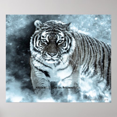 Predator Siberian Tiger in Snowstorm  Poster