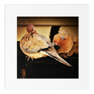 Preening acrylic print
