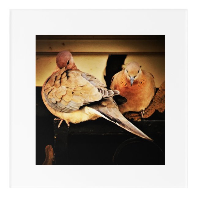Preening  acrylic print (Front)