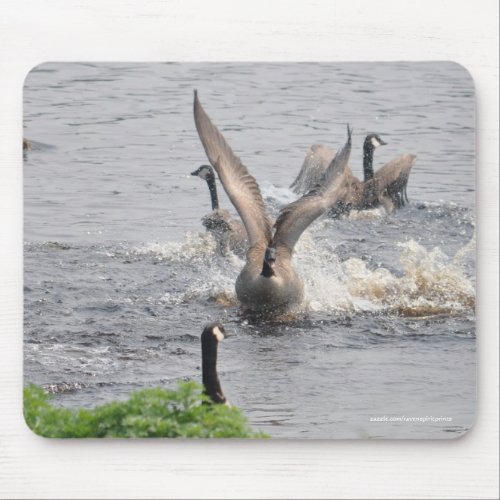 Preening Canada Geese  Water Wildlife Mouse Pad