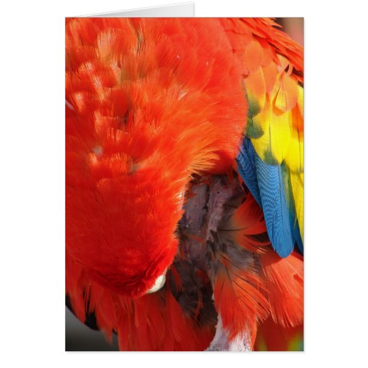 Preening Cards (Front)