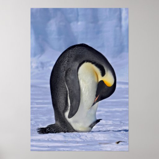 Preening Emperor Penguin Poster | Zazzle