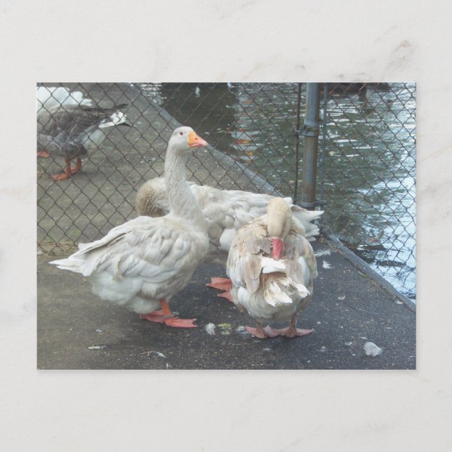 Preening Geese Postcard (Front)