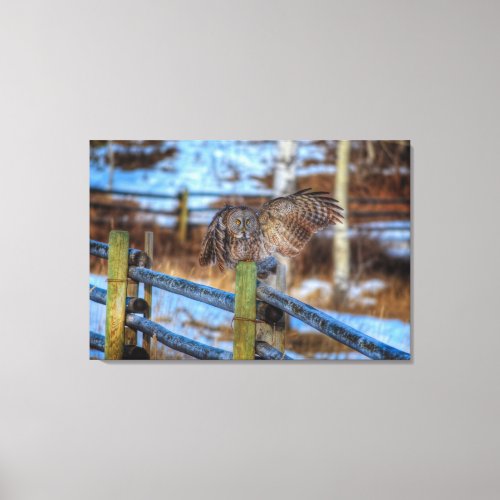 Preening Great Grey Owl and Fence in Snow Canvas Print