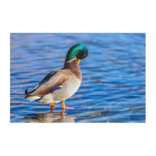 Preening Mallard Acrylic Print