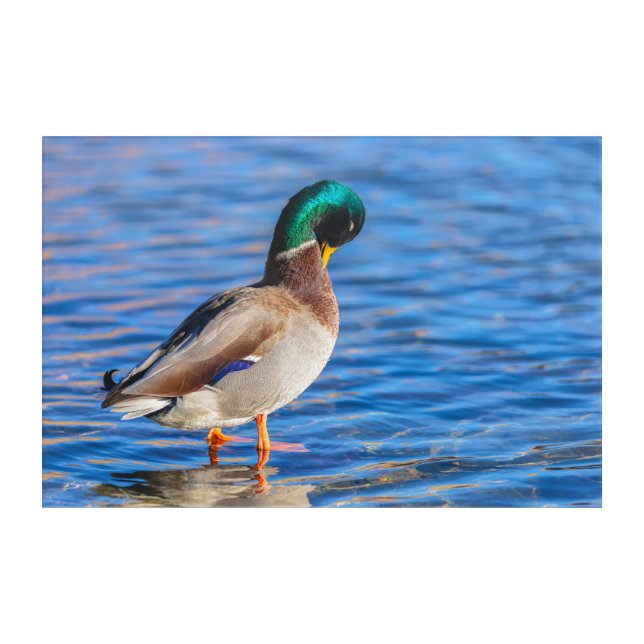 Preening Mallard Acrylic Print (Front)