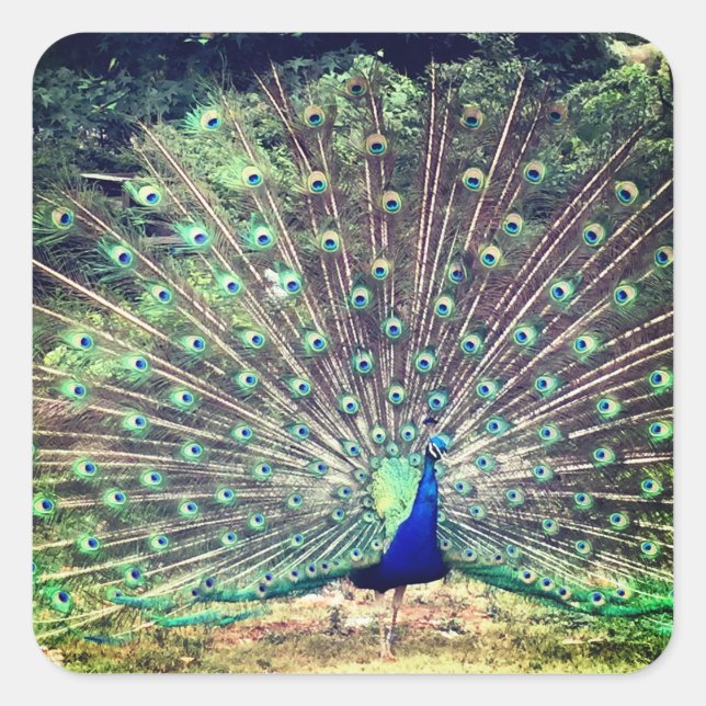 Preening Peacock Square Sticker (Front)