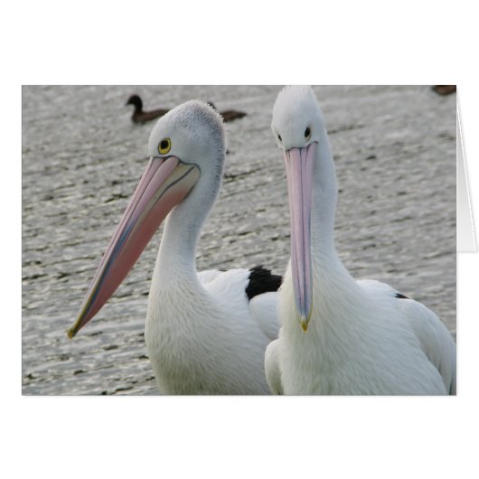 Preening pelicans cards (Front Horizontal)