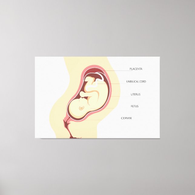 Pregnancy Anatomy Canvas Print (Front)