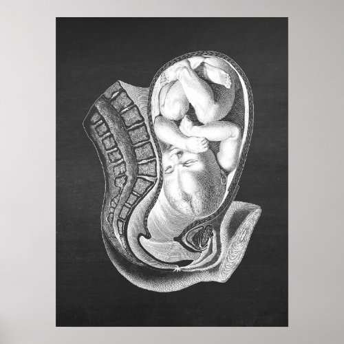 Pregnancy Womb Anatomy Obstetric Decor no1