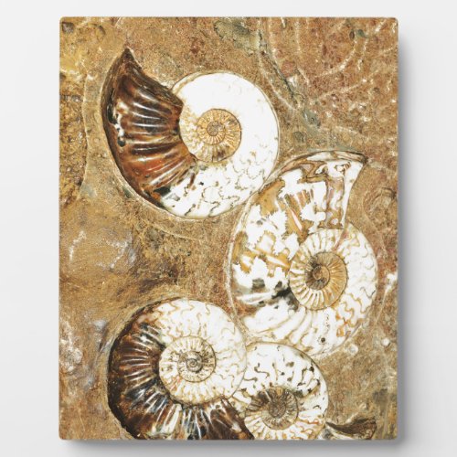 Prehistoric background with fossil shells plaque