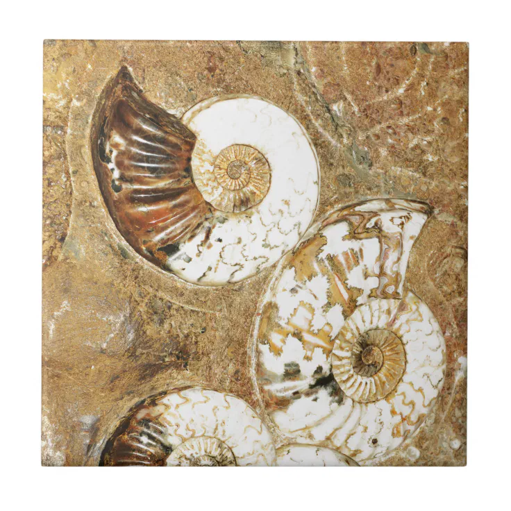 Prehistoric background with fossil shells tile | Zazzle