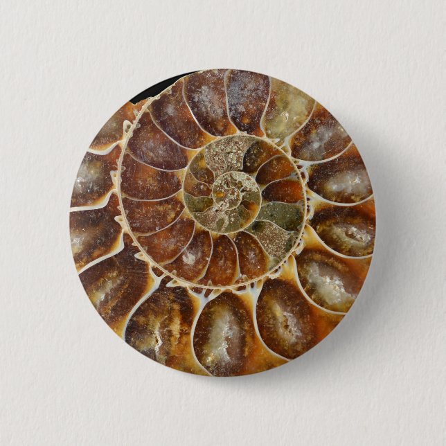 prehistoric fossil snail shell black animal nature button (Front)