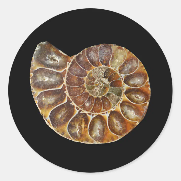 prehistoric fossil snail shell black animal nature classic round sticker |  Zazzle