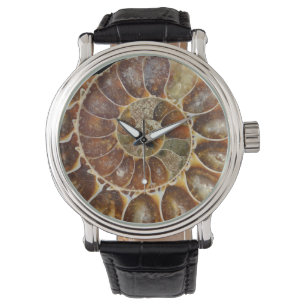 prehistoric fossil snail shell black animal nature watch