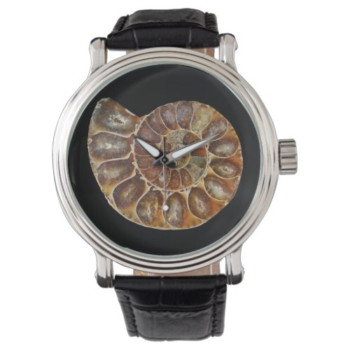 prehistoric fossil snail shell black animal nature watch