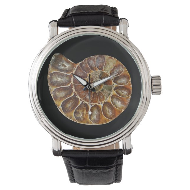 prehistoric fossil snail shell black animal nature watch (Front)